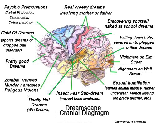Dreamscape Cranial Diagram